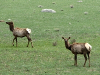 Elk